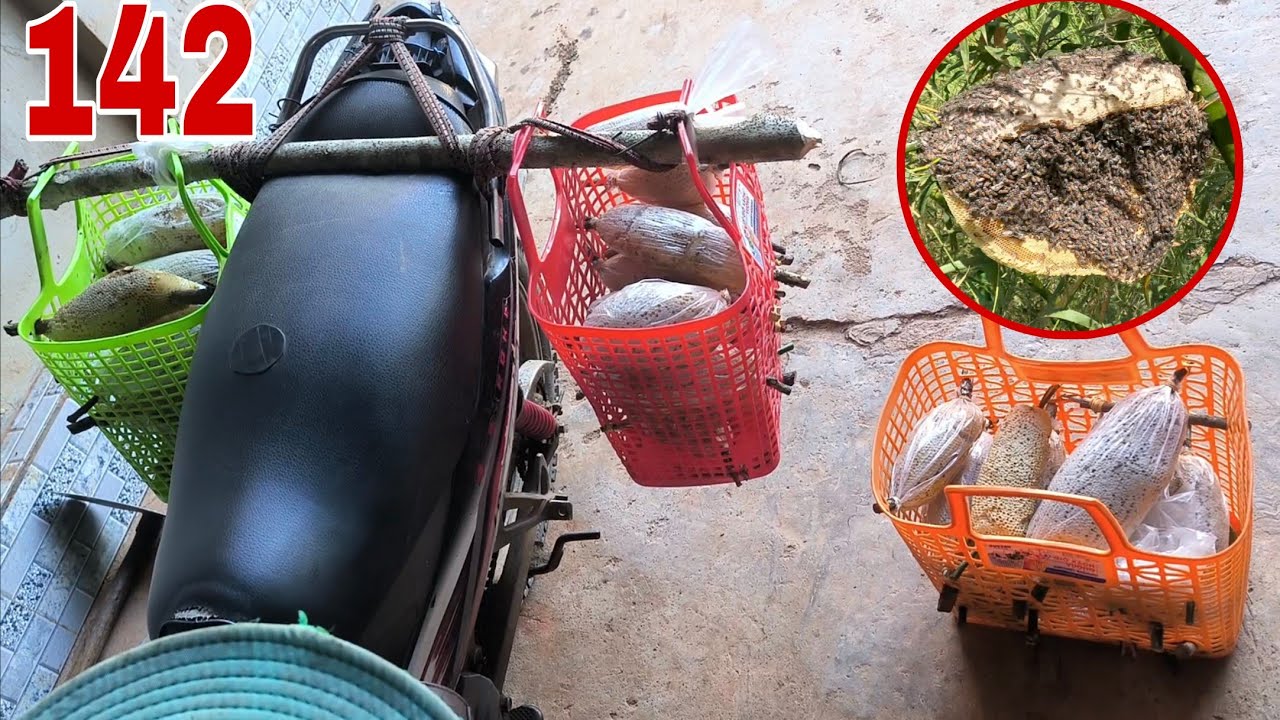 Tổng thành quả 4 ngày đi săn ong ruồi xa nhà ở bình thuận 