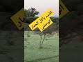 الأسد يأكل الحمار الوحشي الأسد يأكل الحمار الوحشي