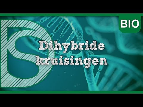 Video: Zijn dihybride en monohybride hetzelfde?