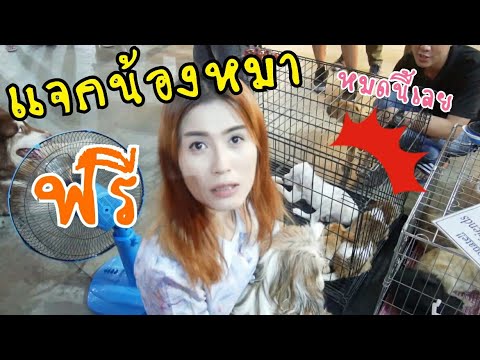 แจกหมาฟรี !! ตามหาบ้านให้น้องหมาจรจัด | งาน zoo market | First Click