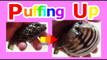 Pufferfish puffing up!!!　आध्मादतक मछली　પફરફિશ　ফুগু　pez globo　cá nóc　ikan buntal　peixe baiacu