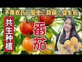 9 Vegetables Interplanting With Tomato But Never Plant These 4 Kinds Of Plants Next To Your Tomato 9 Vegetables Interplanting With Tomato But Never Plant These 4 Kinds Of Plants Next To Your Tomato