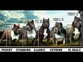 *American Bully* (Características, Cuidados, Alimentación, Tipos de Bully, etc)