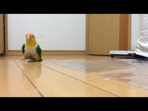 Видео: Как да запазим какаду с папагал