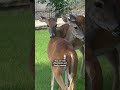 It’s nice to see bonding in action #deer #whitetail #wildlife
