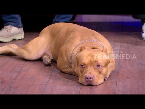 Video: Ya, Pit Bull Bisa Menjadi Anjing K-9 Dan Anjing Terapi