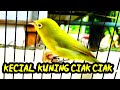 Masteran Suara Ngejos Gurun Sahara Sang Lengendaris Kecial Kuning Lombok Mp3 - Mp4 Download