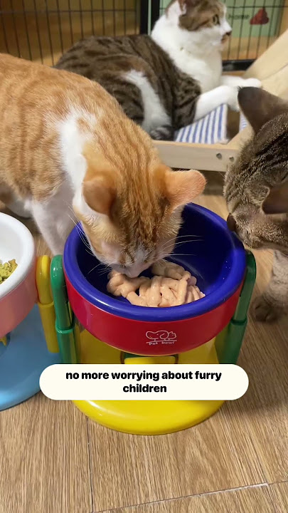 Link is in comment #cat #pets #cute #catbed #catbowl