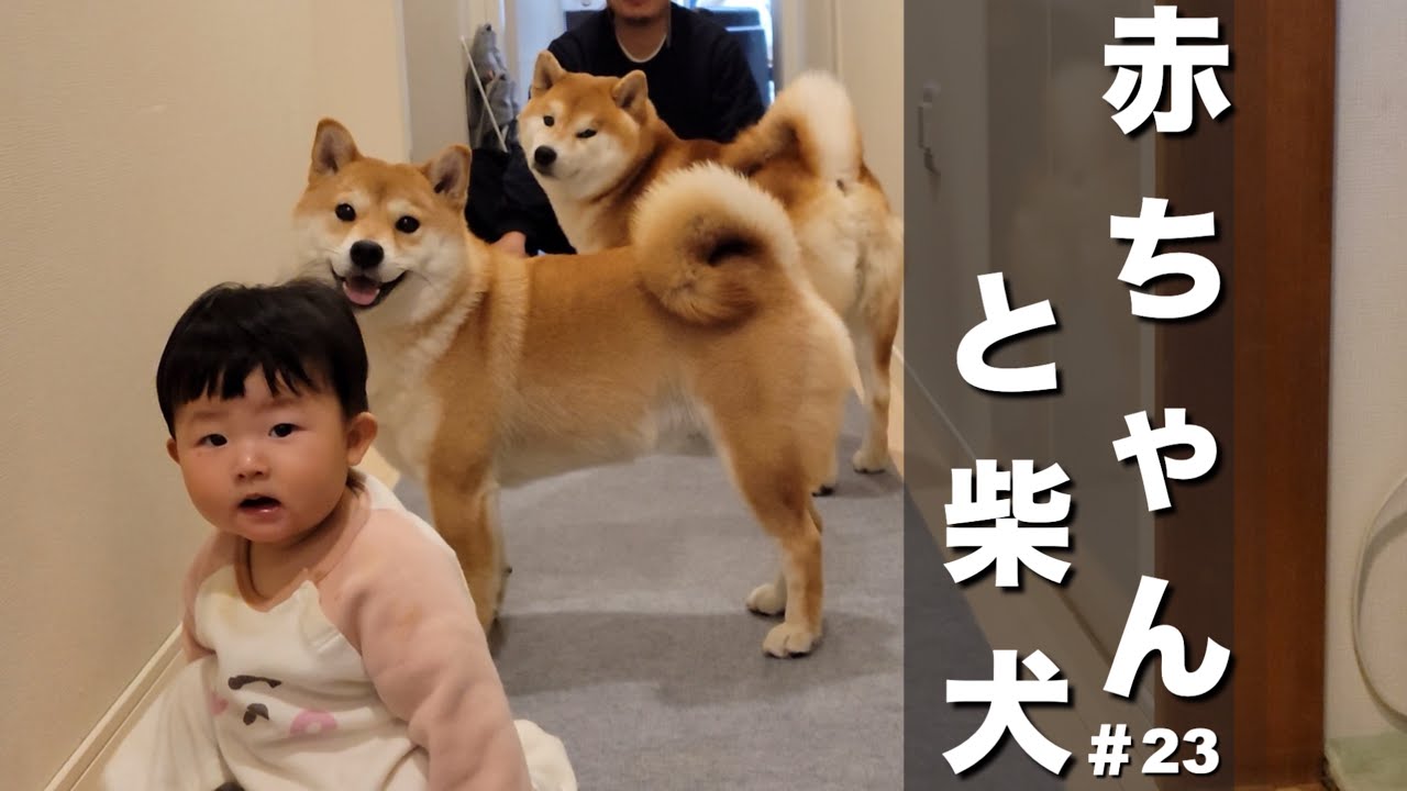 ヒトミ様　柴犬　② ST19SHB02-M02-1600-1_300x.jpg?
