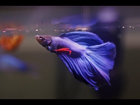 Video: How To Keep A Veiltail Fish