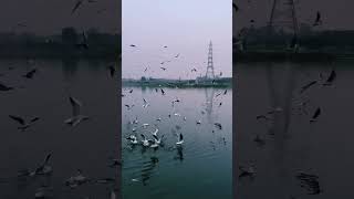 Shikwa Karen hum heron se Kiya  sad status #short #shortvideo #sadstatus #sad #imotional