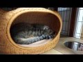 うなされて飛び起きる猫