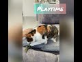 A Day In The Life of 23 Year Old Beautiful Cat Queen Lily | Queen Lily and Actor Baba