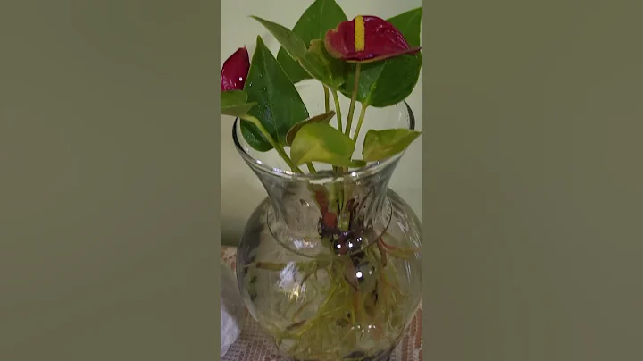 Anthurium in water.  #anthurium #houseplants #waterplants #anthuriumclarinervium  April 26, 2023