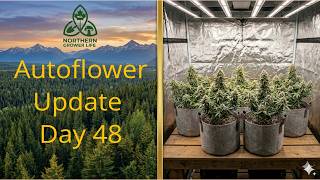 Autoflower 2×2 Grow Update | Day 48 | Northern Grower Life