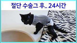 수술후 24시간의 기록 #Vlog #cat #dog #후지마비고양이 #장애고양이