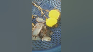 Ngải vàng ,đen , tím  lâu năm để trị bệnh