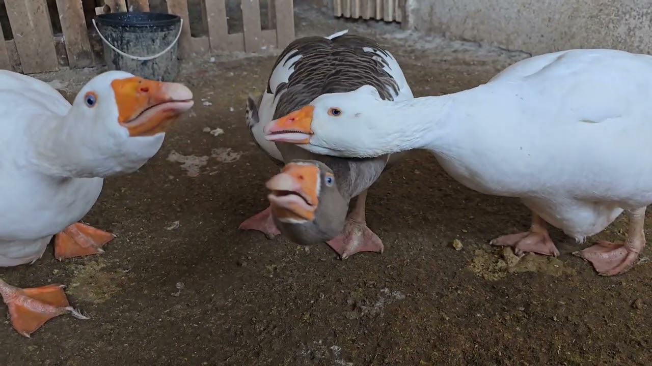 Çorum Kazı Arif Abimin Mekanı.