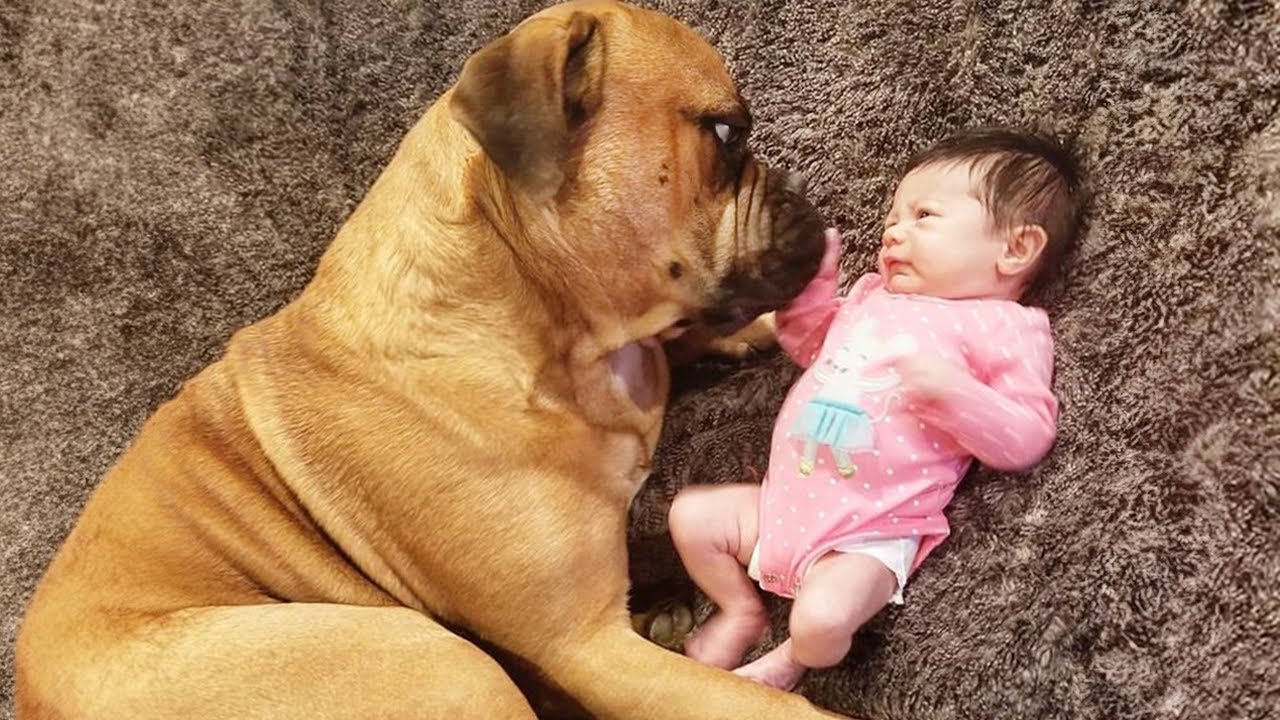 When a Big Dog Makes Loving Eye Contact With a Baby 🥰❤️ Cute Dogs and Human