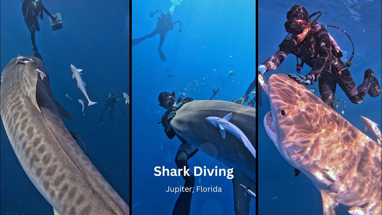 Face-to-Face with Tiger Shark Djenny | Jupiter, Florida Shark Diving Adventure