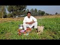 Matar Gosht Recipe | Work day Lunch in Field  Village Style | MY Village Food Secrets