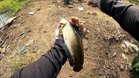 Câu cá lóc tự nhiên ở đập sông ray | Mồi nhái thật