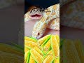 Its corn reptile snake itscorn