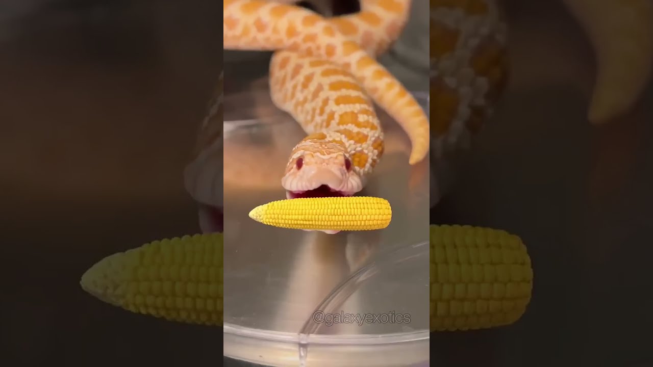 IT S CORN Reptile Snake Itscorn