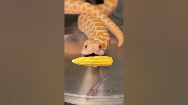 IT’S CORN! #reptile #snake #itscorn - DayDayNews