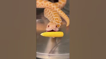 Thumbnail of IT’S CORN! #reptile #snake #itscorn