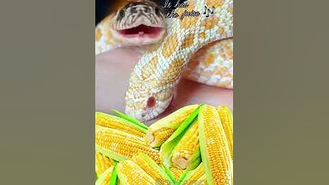 IT’S CORN! #reptile #snake #itscorn