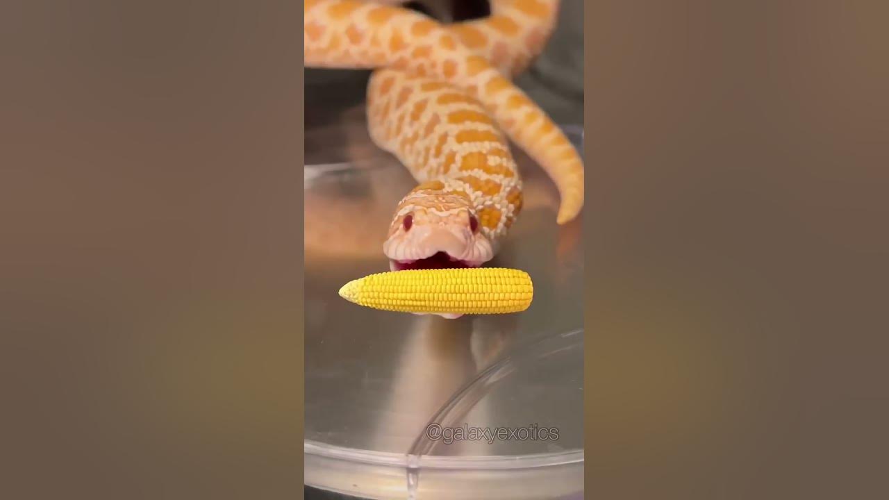 IT’S CORN! #reptile #snake #itscorn IT’S CORN! #reptile #snake #itscorn