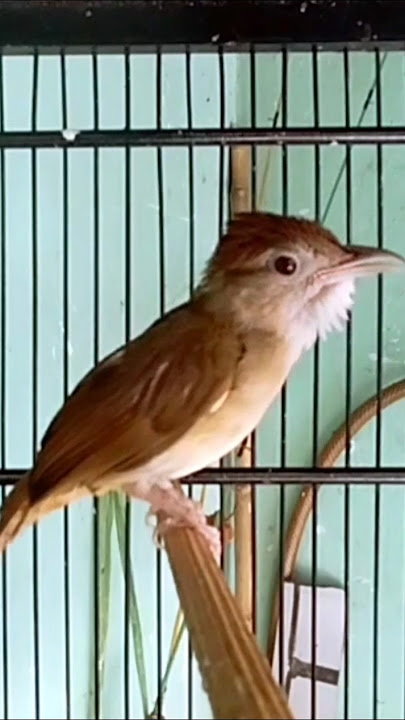 KAPAS TEMBAK GACOR ngebren nyiul memancing bunyi