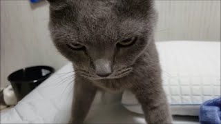 すずまろほどのベテラン俳優猫になると本番前の準備時間がやたら長い