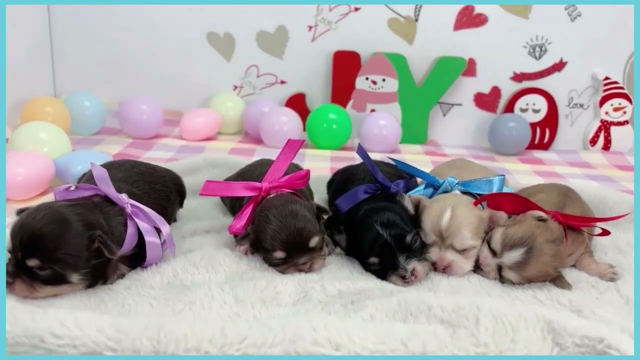 Coo&RIKU No.00748819 チワワ（ロングコート） - YouTube