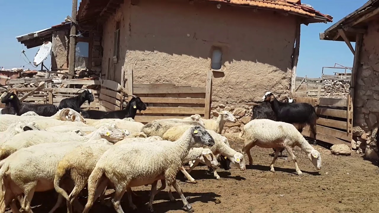 KÜTAHYA'DA ASLANAPA/ NUHÖREN KÖYÜ KOYUN KEÇİ ÇİFTLİĞİ GÖRÜNÜM