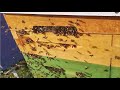 Пчелы - воровки на пасеке. Личный пример борьбы с нападаом на улей  . Будни начинающего пчеловода.