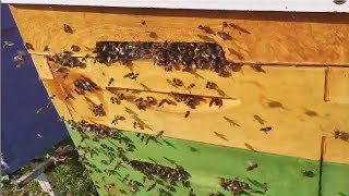 Пчелы - воровки на пасеке. Личный пример борьбы с нападаом на улей  . Будни начинающего пчеловода.