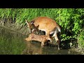 Doe and her Fawn by the Rouge River, Markham ON, June 22, 2019