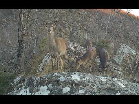 The best videos by my Trail Cameras of December 2025 #fototrappolaggio #trailcam