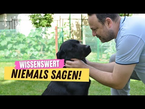 Video: 5 überraschende Dinge, Die Ihr Hund Spüren Kann
