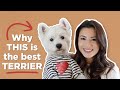 5 reasons why you should get a westie dog in 2024