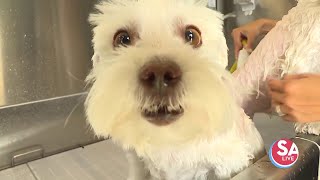 Lucy's Doggy Daycare and Spa | SA Live | KSAT12