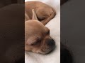 Snoring chihuahua