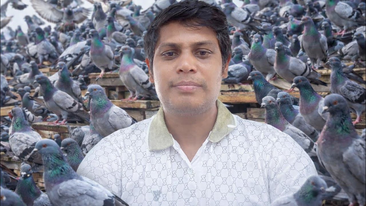 Feeding Pigeons Rice  কবুতরের খাবার না থাকায় ধানের চাল খাওয়ালাম– Is It Harmful shahinur travels vlog