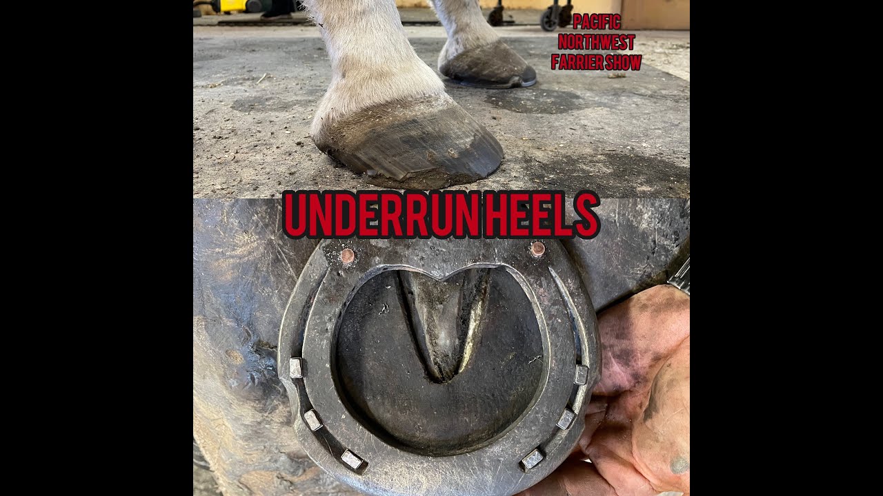 Hoof Restoration Shoeing a Horse with Low Underrun Heels Applying a Barshoe with Leather Pads