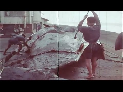 After the Whale | Film against commercial whaling (1950&rsquo;s Documentary)