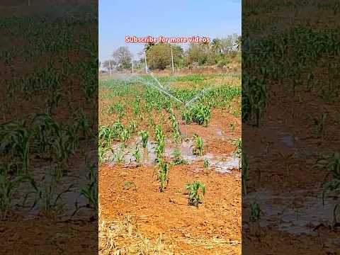 Savanur Nature Indian Haveri Karnataka 