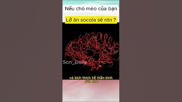 Nếu chó mèo ăn lở socola sẽ như thế nào ? #shorts