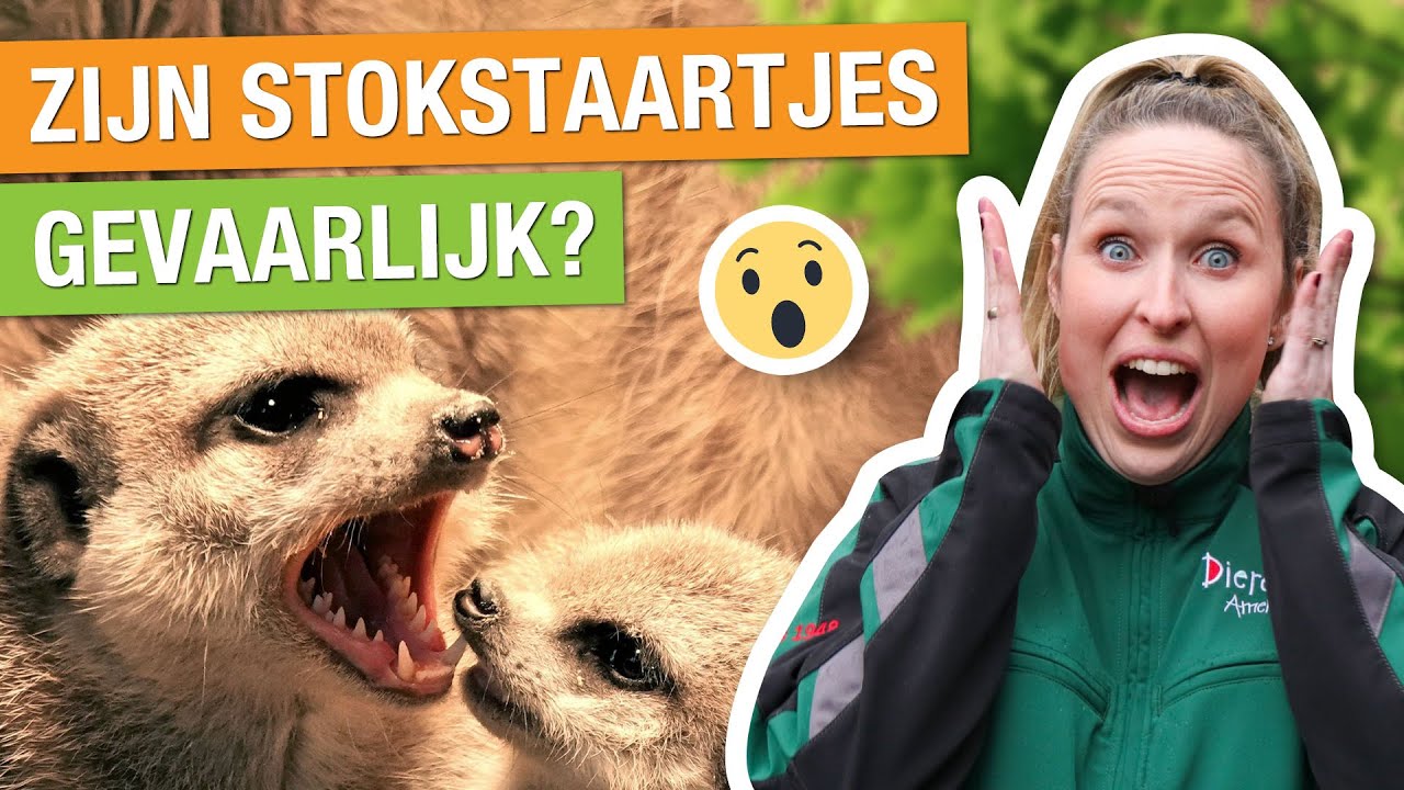 STOKSTAARTJES ZIJN KLEINE ROOFDIEREN?! 🤯😱 | Carlijns Dierenvraag #54